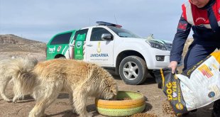Van'da jandarmadan sahipsiz hayvanlara mama ve su desteği