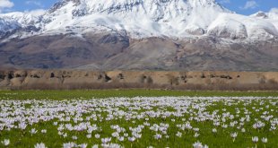 Tunceli'de "baharın müjdecisi" çiğdem ve nergisler çiçek açtı
