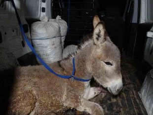 Depremde yaralanan sıpa Tatvan'a getirildi