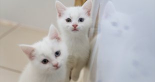 Van'a yerleştirilen depremzedeler Kedi Villası'na bıraktıkları hayvanlarını almaya başladı