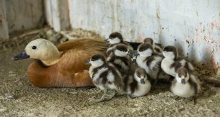 Tunceli'de bitkin halde bulunan angıt ve yavruları doğaya salındı