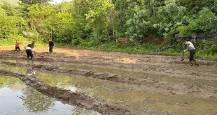 Çukurca'da çeltik ekimi başladı