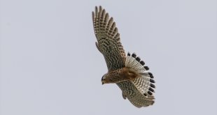 Kerkenezin beslenme anı kameraya yansıdı