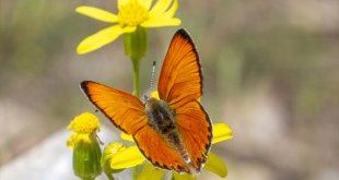 Malatya'da Beydağı etekleri kelebek vadisine dönüştü