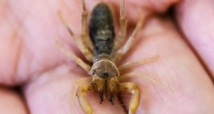 Hakkari'de yeni bir böğü böceği türü keşfedildi
