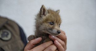 Tunceli'de dağlık alanda bulunan tilki yavrusu koruma altına alındı