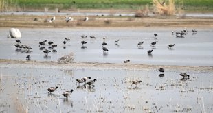 Van Gölü Havzası'nda göçmen kuş hareketliliği arttı