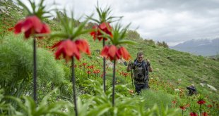 Tunceli'nin dağlarında ters lalelerin manzarası eşliğinde doğa gezisi yapıyorlar