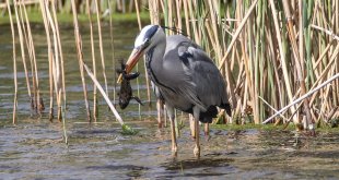 Gri balıkçılın kurbağa avı kameraya takıldı