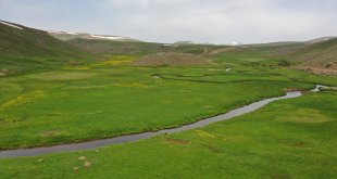 Ağrı'nın Sinek Yaylası'nda baharın renkleri kendini gösterdi
