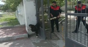 Ağrı'da demir kapıya sıkışan köpeği itfaiye kurtardı