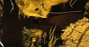 Erzurum'da veterinerler yol kenarında gördükleri tilki ve yavrularını besledi