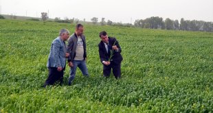 Yağışlar Muş'taki tarım arazilerinde rekolte beklentisini artırdı