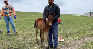Kars'ta aç kalan kurtlar atın yavrusunu yaraladı