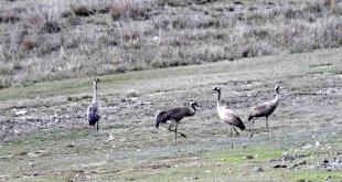 Nesli tükenme tehlikesi altında olan turnalar, Ekşisu Sazlığında görüntülendi