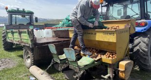 Ardahan'ın atıl arazilerinde desteklerle patates ve kavılca yetişecek