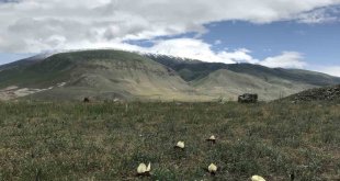 Ağrı Dağı eteklerinde yetişen 'kurt kulağı çiçeği' göz kamaştırıyor