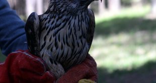 Ardahan'da tedavisi tamamlanan çakır kuşu doğaya bırakıldı