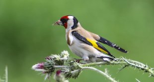 Saka kuşlarının beslenme anı görüntülendi