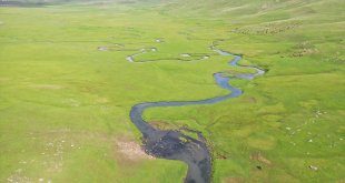 Ağrı'da mendereslerin bulunduğu ovalar yeşile büründü