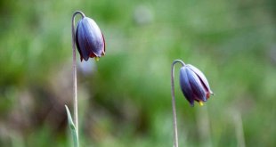 Palandöken'de Kaf Laleleri açtı