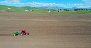 Muş'ta 10 dönüm alana karabuğday ekimi yapıldı