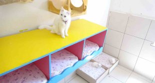 En güzel Van kedisi bu yıl 4 yavru daha doğurdu