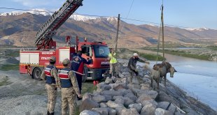 Erzincan'da deredeki balçığa batan ineği itfaiye ekipleri kurtardı