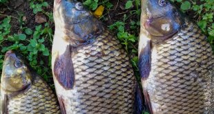 Ağrı'da Sazangiller Avcılığına Avlanma Yasağı Başlıyor