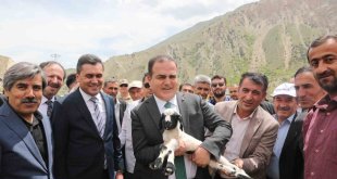Hakkari'de 200 besiciye 4 bin küçükbaş hayvan dağıtımına başlandı