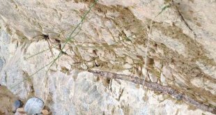 Elazığ'da 1,5 metre uzunluğunda yarı zehirli kocabaş yılanı görüntülendi