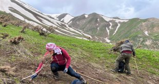 Pancar toplamak için dağlara tırmanıp kilometrelerce yürüyorlar