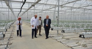 Jeotermal kaynakla domates üretilen "kış kenti"nde fideler toprakla buluştu