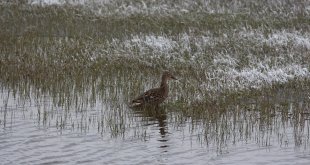 Kars'ın yüksek kesimlerine kar yağdı