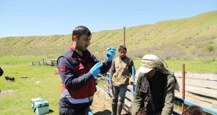 Bingöl'de küçükbaş hayvanlar aşılanıyor