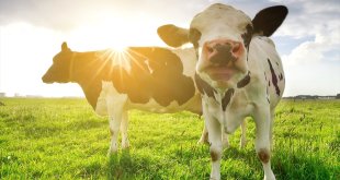 Trouw Nutrition'dan "ortalamanın üzerine çıkan sıcaklıklar hayvanları olumsuz etkiliyor" uyarısı: