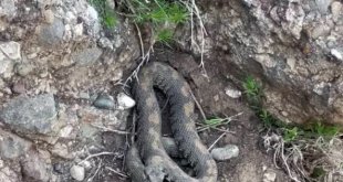 Yüksekova'da engerek yılanı görüntülendi