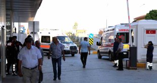 Arı sokmasına bağlı ciddi alerjik reaksiyonlar ölüme sebep olabilir