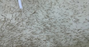 Elazığ'da bu yıl 700 bin siraz balığı yavrusu ekonomiye kazandırılacak