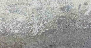 Ağrı'da bir eve girmeye çalışan yılan yakalandı