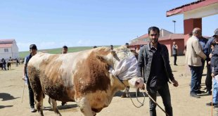 Doğu'dan Batıya kurbanlık sevkiyatı hız kazandı