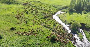 Göçerlerin sürüleriyle Ağrı'nın yaylalarına zorlu yolculuğu sürüyor