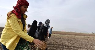 Doğubayazıtlı kadınlar toprağa hayat verdi