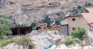 Tunceli'de koruma altındaki yaban keçileri yerleşim yerine indi