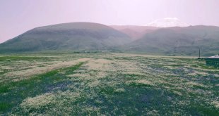 Ağrı Dağı etekleri, mor ve beyaza büründü