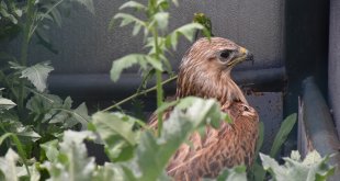 Kafkas Yaban Hayvanı Kurtarma ve Rehabilitasyon Merkezi, yaban hayatına şifa oluyor