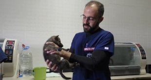 Kars'ta yavru kurtlar biberonla besleniyor