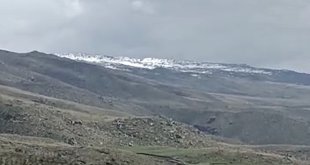 Ağrı'da arazide dolaşan 2 ayı kameralara yansıdı