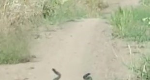 Yılanların çiftleşme dansı, kamerada