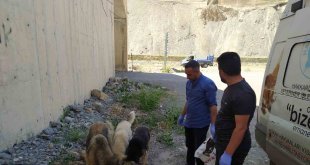 Hakkari'de sokak hayvanları için sakatat bırakıldı